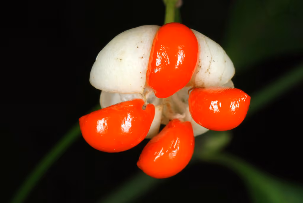 Fusain de Fortune, En fruits