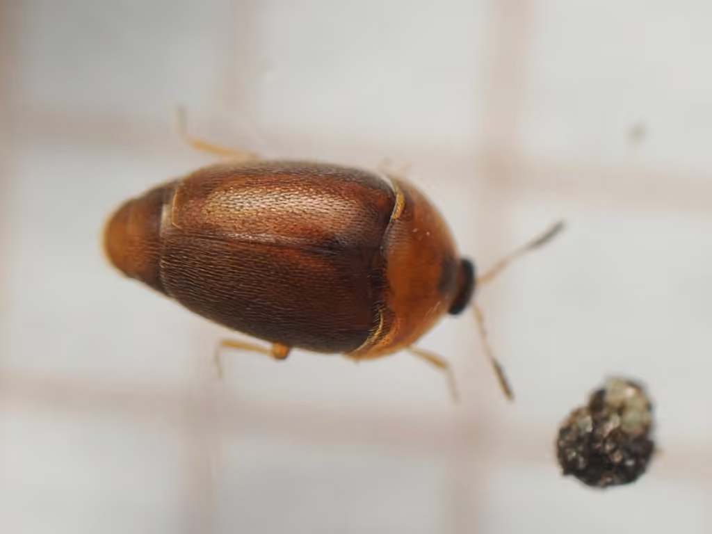 Lateral minute hooded beetle, Adult