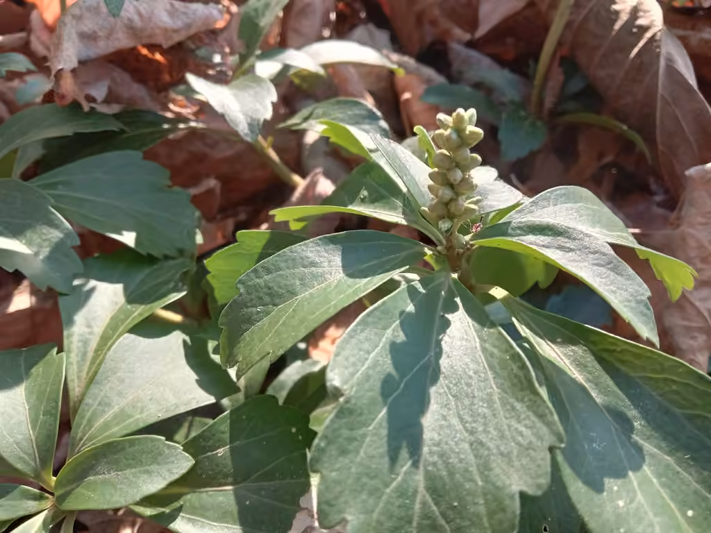 Pachysandre à épis terminaux, En fruits