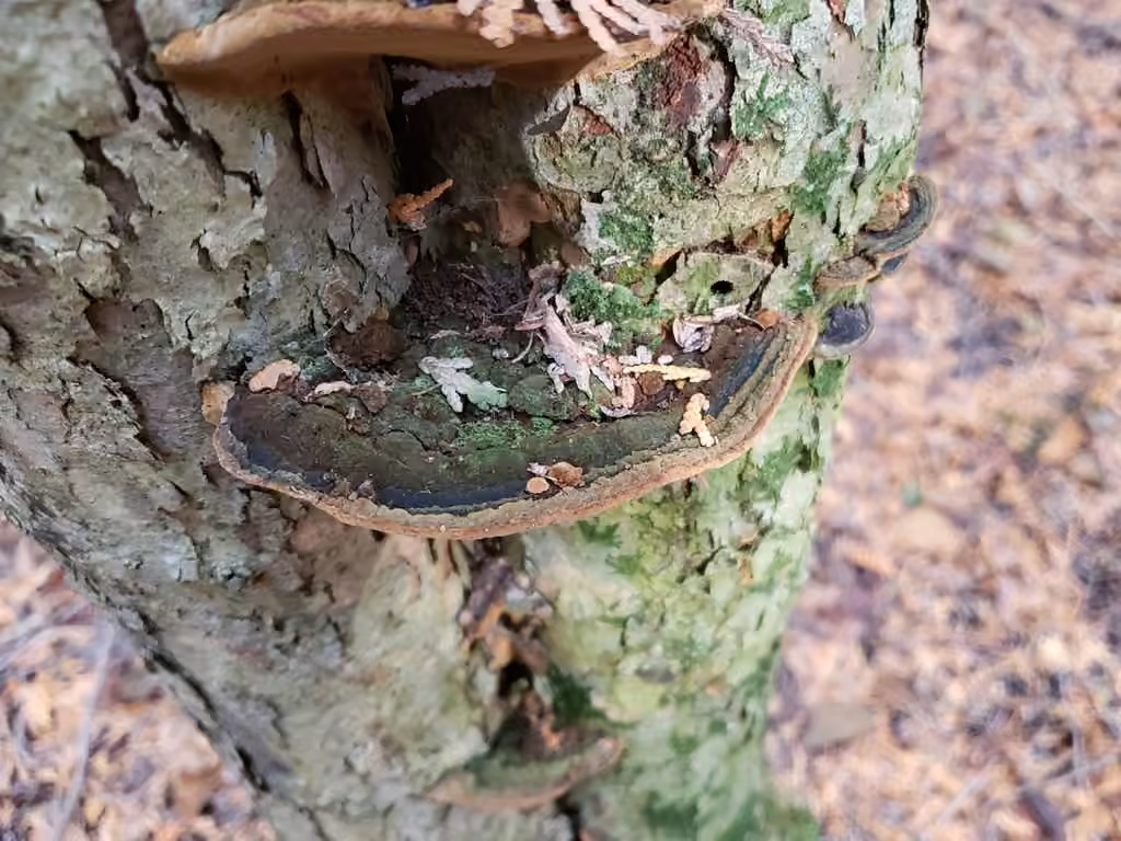 Polypore à marge dorée, photo 3 sur 5
