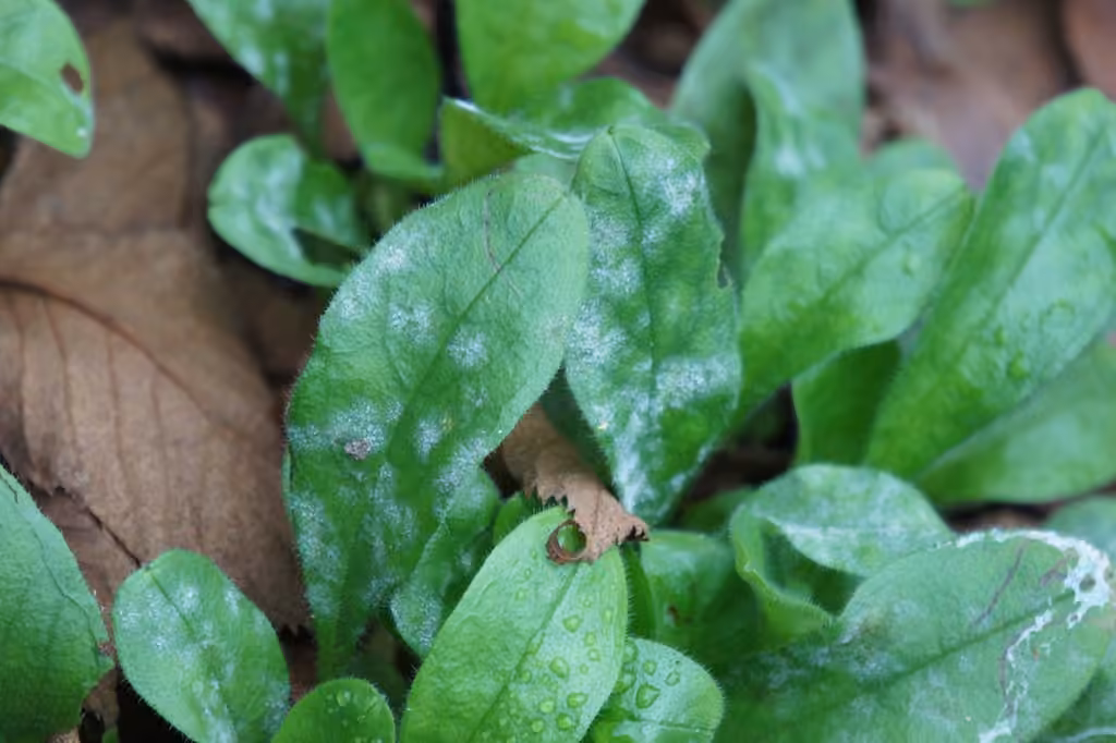 Golovinomyces asperifolii, photo 2 of 5