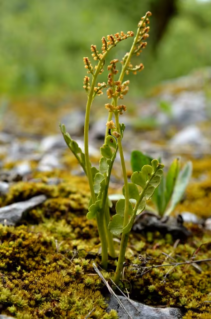 Botryche d'Onondaga, photo 1 sur 5