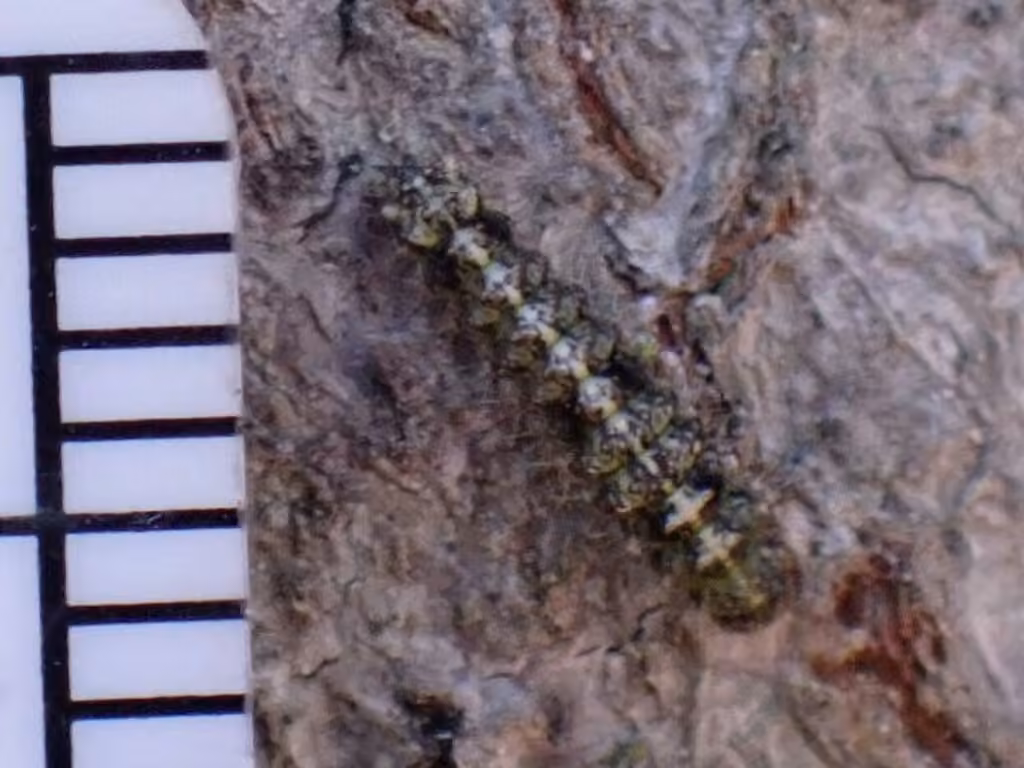 Little Shaded Lichen Moth, photo 3 sur 5