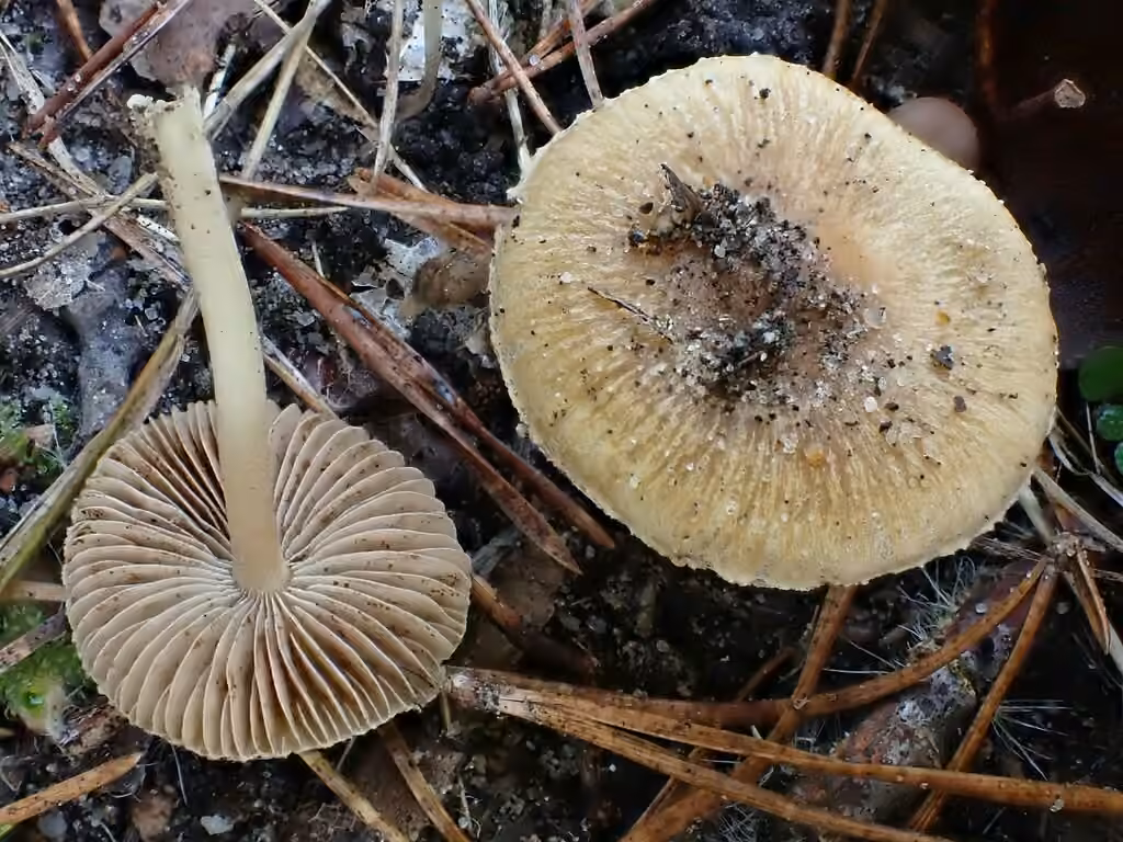 Inocybe confondant, photo 3 sur 5