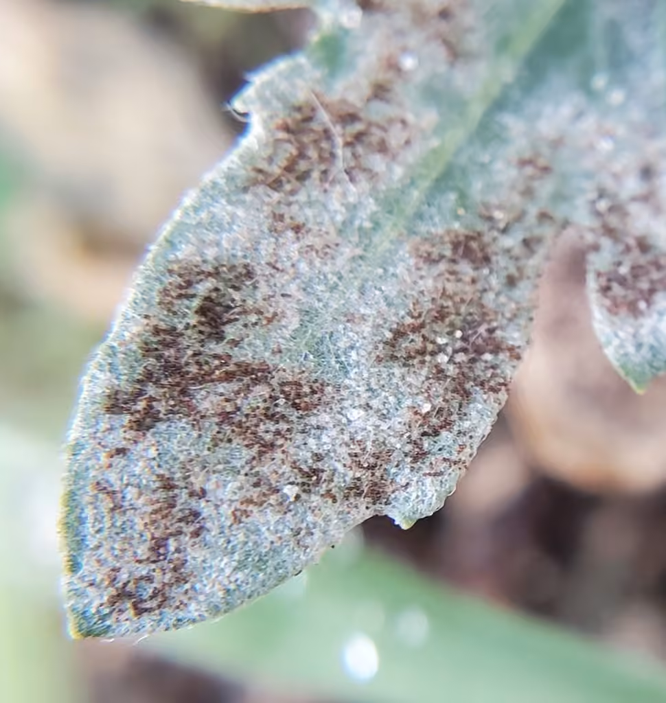 Podosphaera erigerontis-canadensis