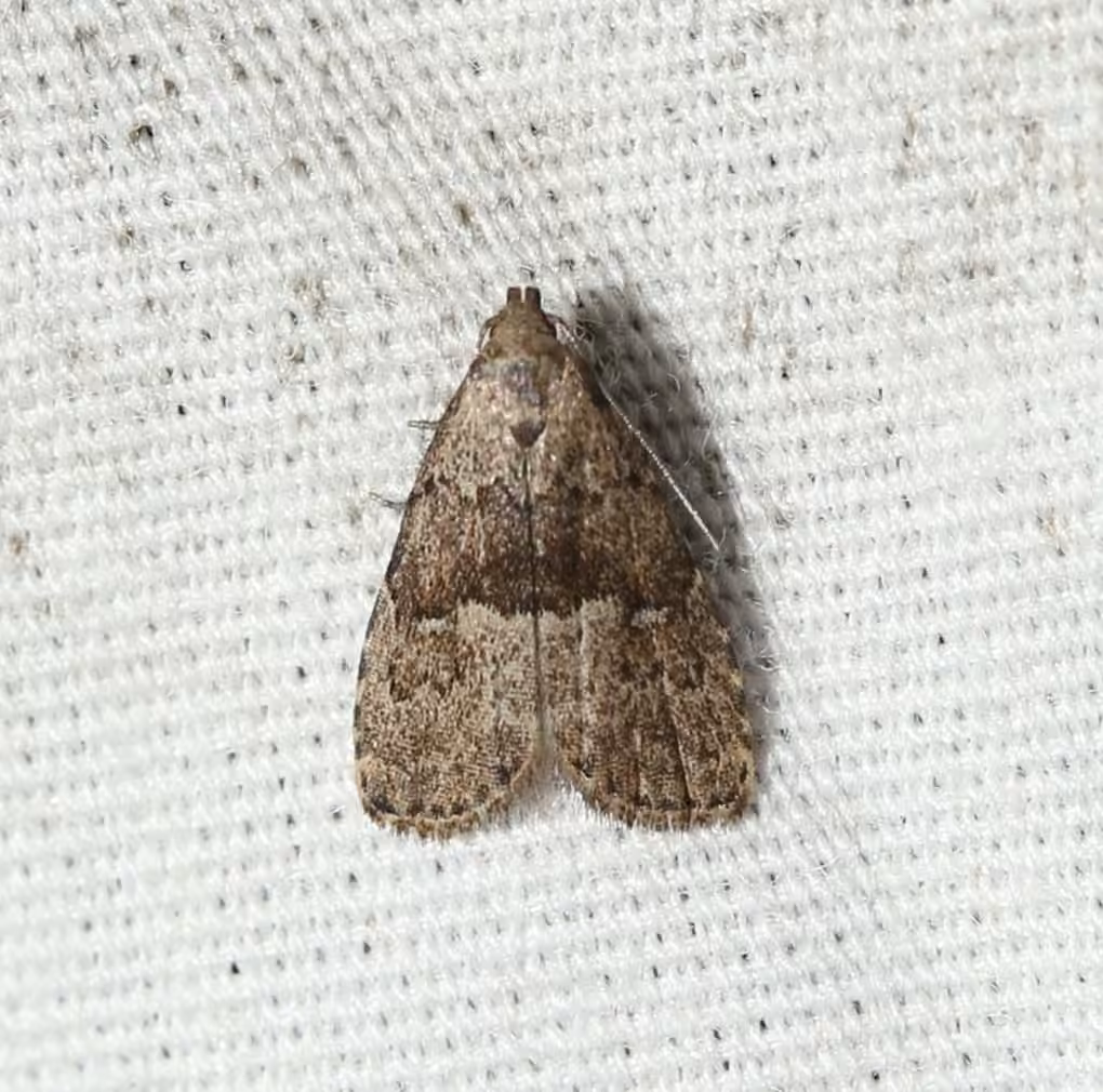 Franclemont's Hypenodes Moth, Adult