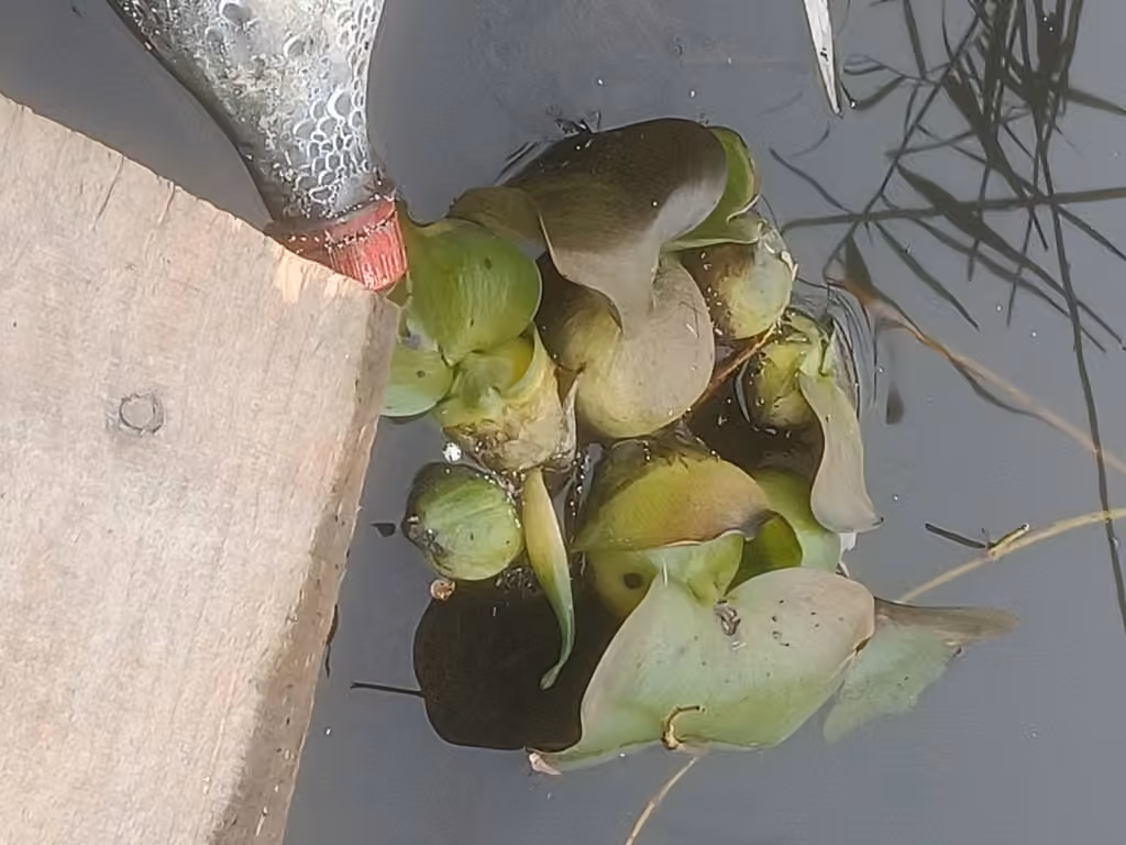 Jacinthe d'eau, En fruits
