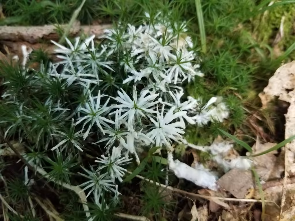 Trémelle incrustante, photo 3 sur 5