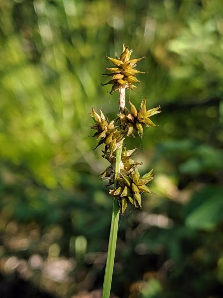 Carex de Wiegand, photo 1 sur 5