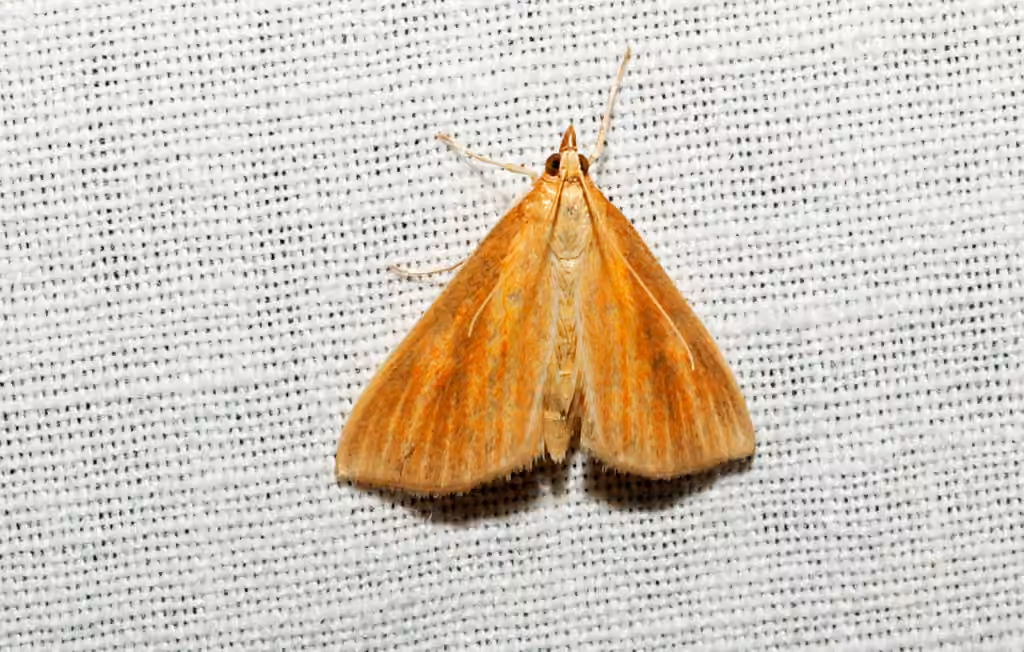 Streaked Orange Moth, photo 3 sur 5