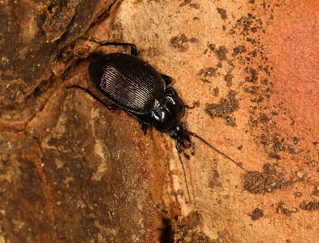 Small Snail-eating Ground Beetle, photo 2 of 5
