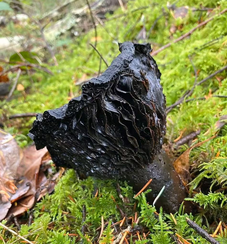 Menthol Brittlegill, photo 2 of 5