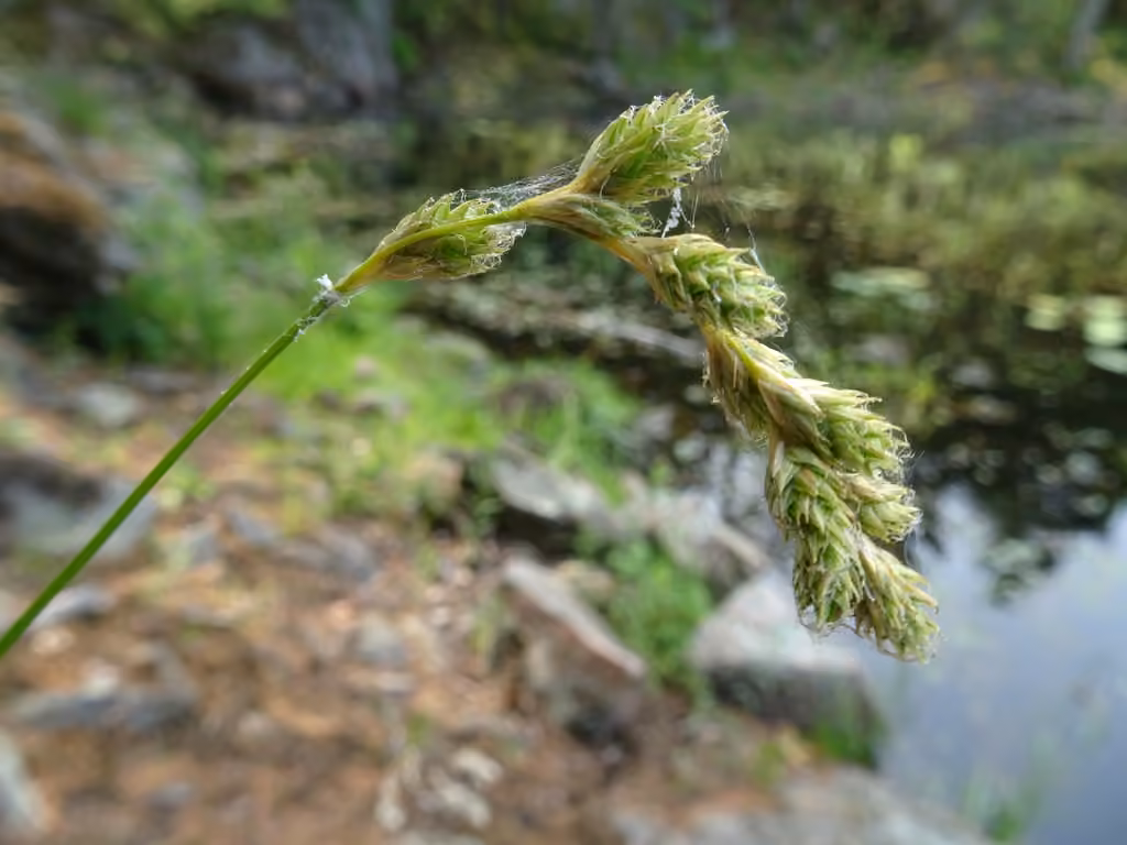 Carex argenté, photo 1 sur 5