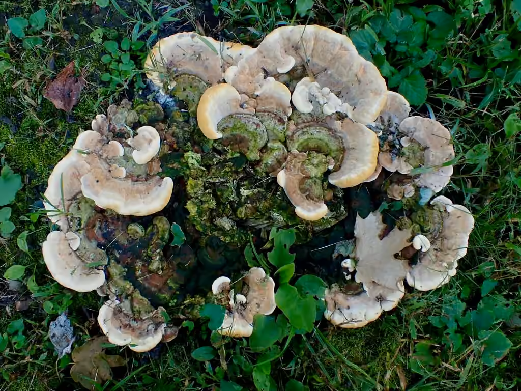 Haplopore du frêne, photo 3 sur 5