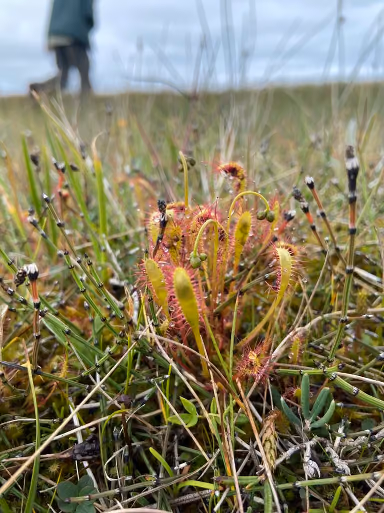 English sundew, In fruit