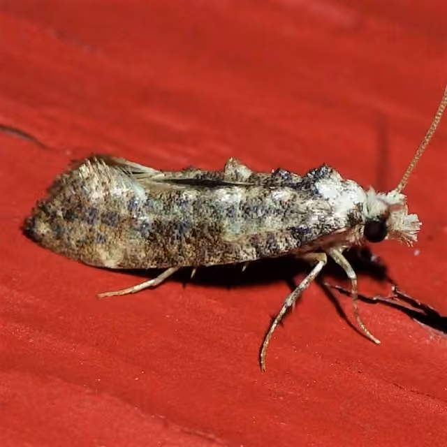 Clemens' Bark Moth, photo 2 sur 5