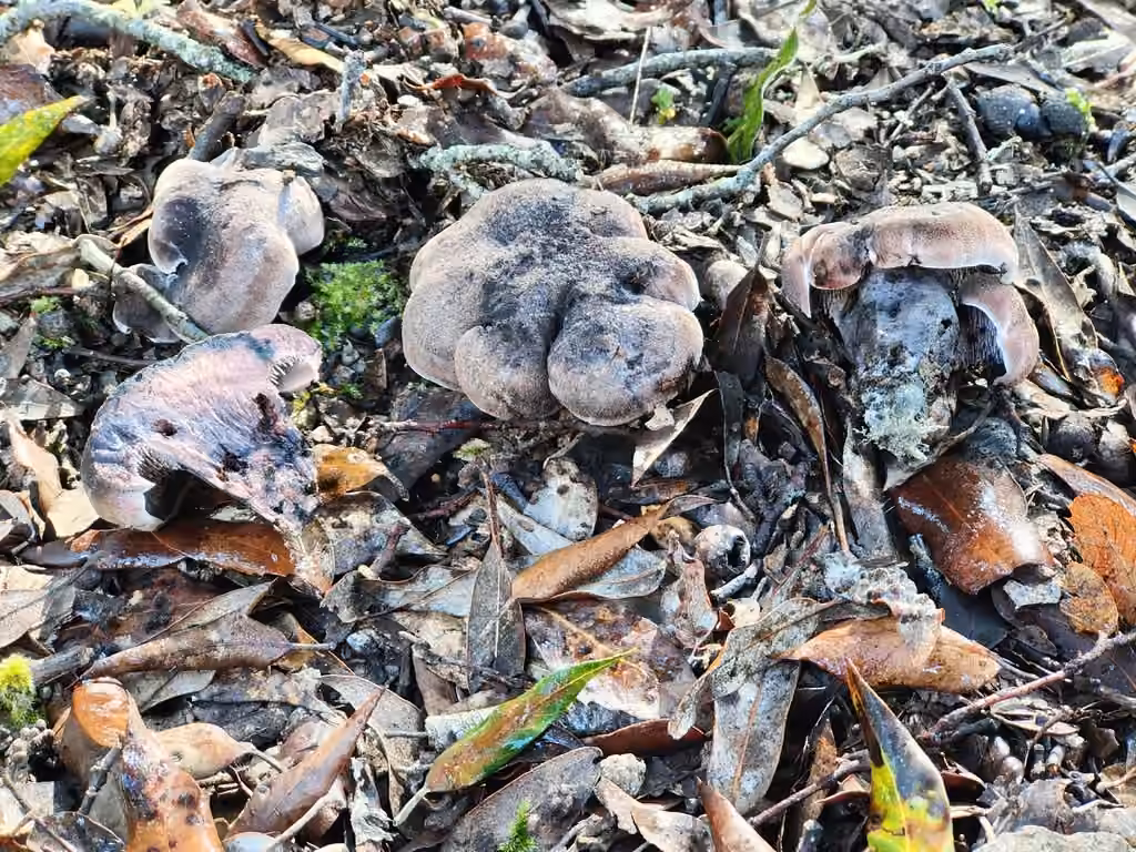 Violet Tooth, photo 1 of 5