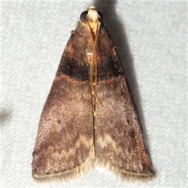 Acrobasis stigmella, Adulte
