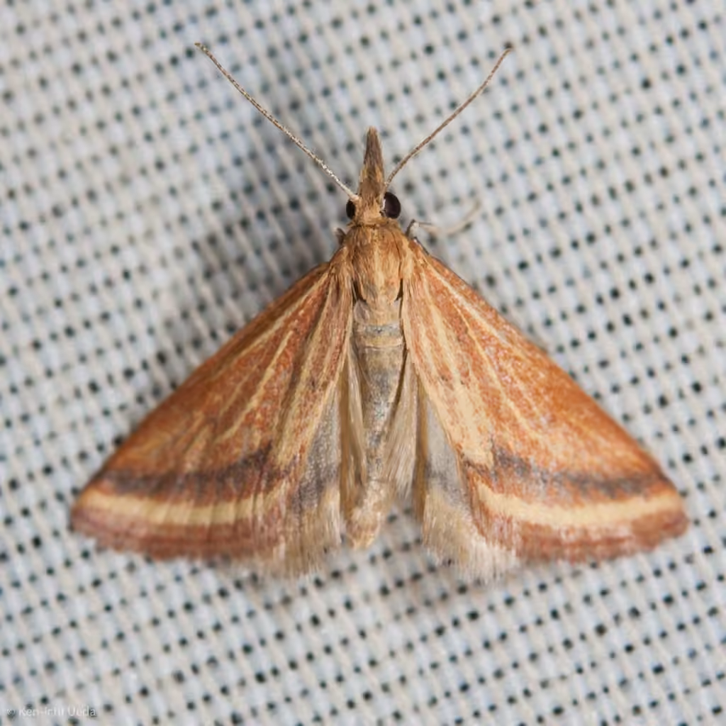 Yellow-veined Moth, photo 1 sur 5
