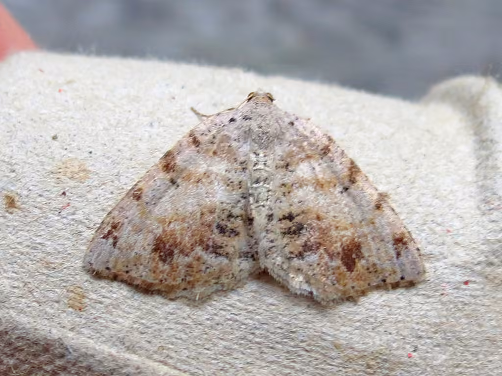 Macaria exauspicata
