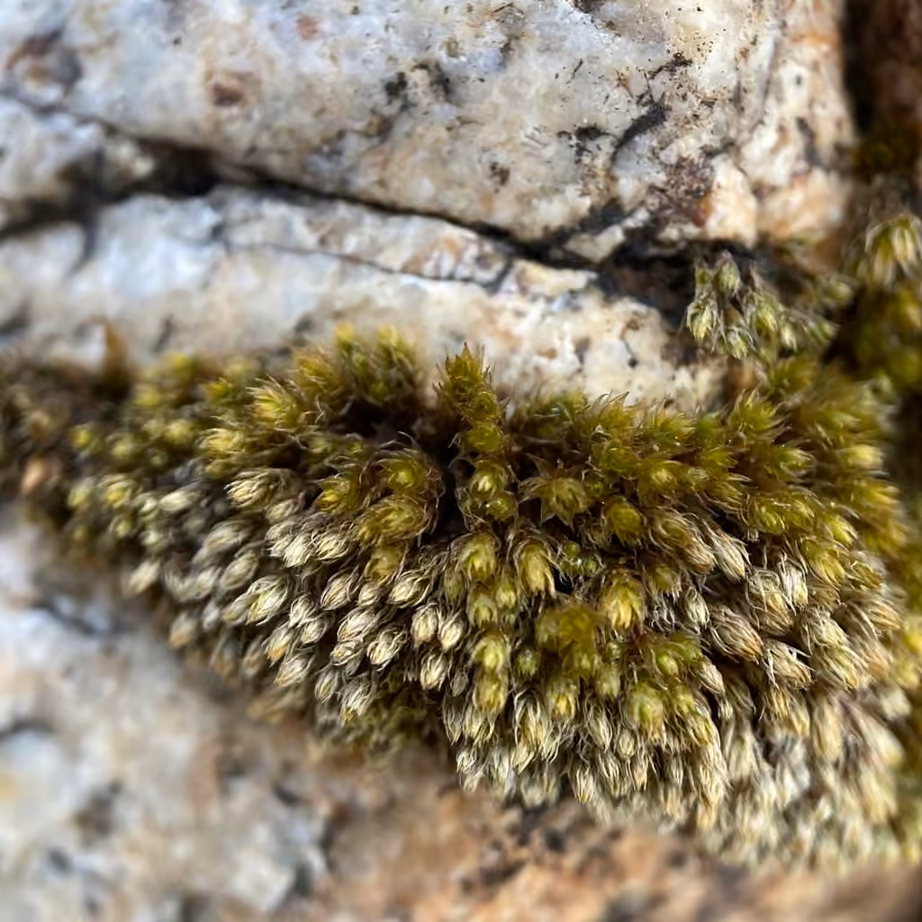 Bud-tipped Bryum, photo 2 of 5