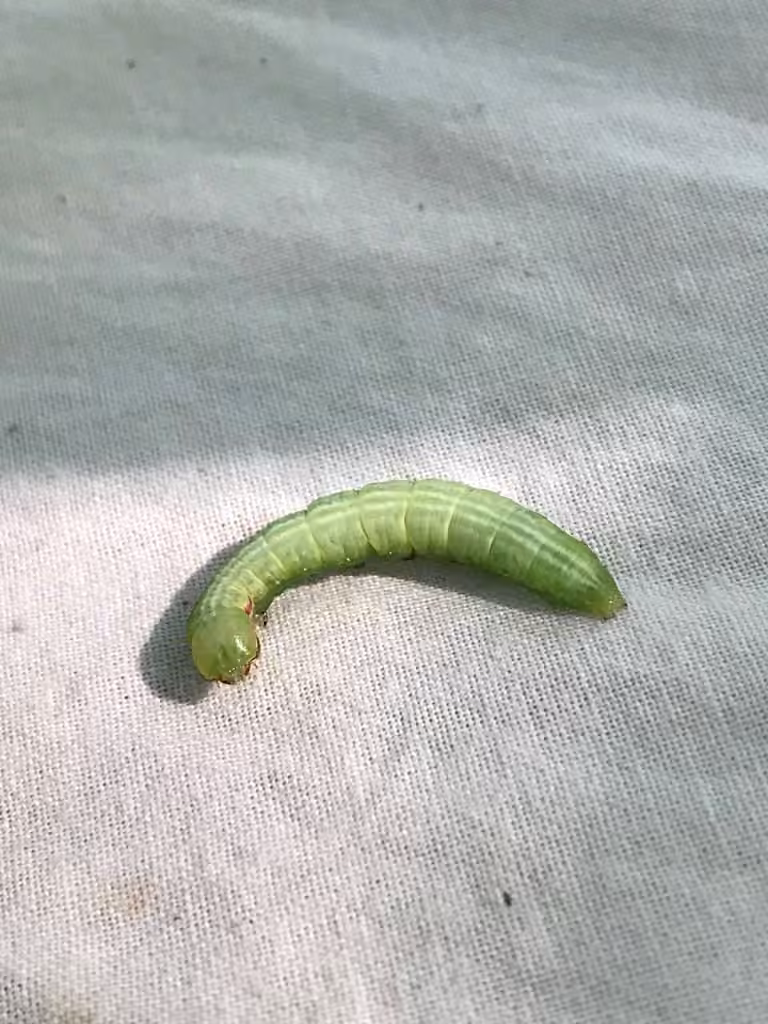 Oval-based Prominent, Chenille
