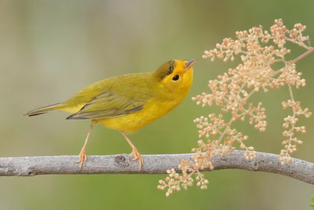 Wilson's Warbler, photo 1 of 5