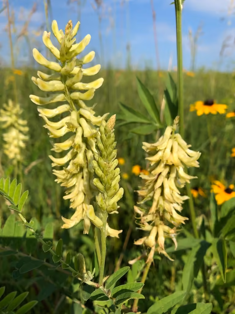Astragale du Canada, photo 1 sur 5