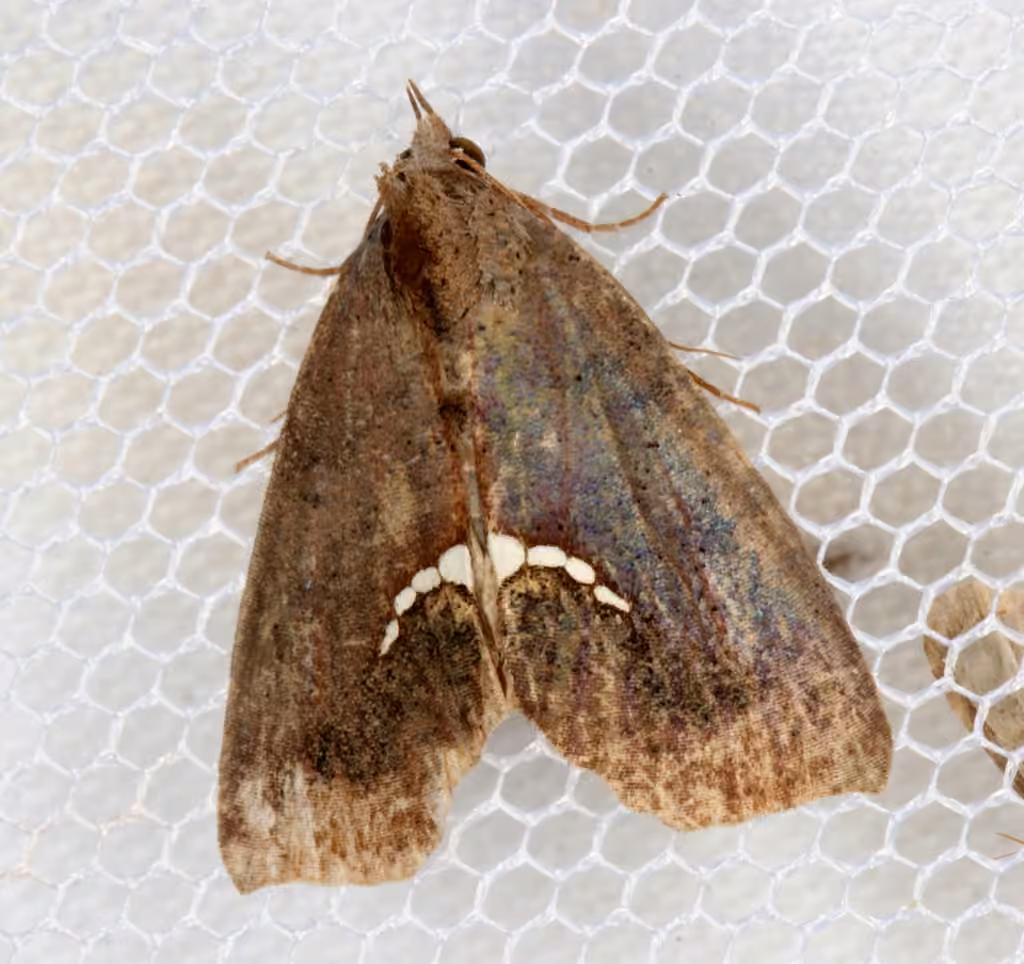 Small Necklace Moth, photo 3 of 5