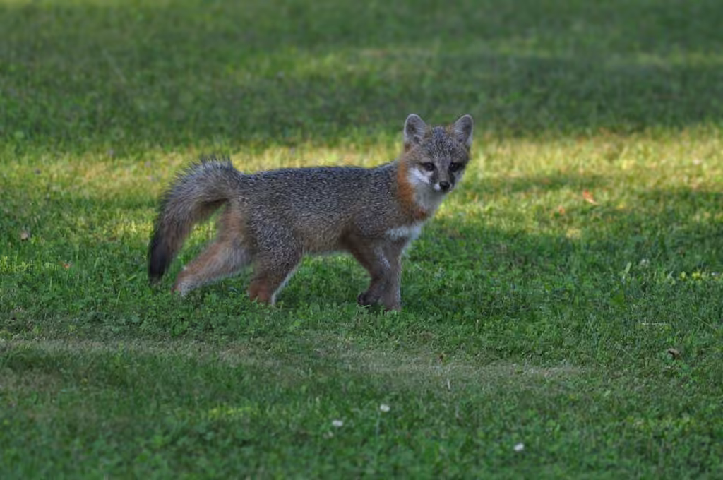 Gray Fox, Juvenile