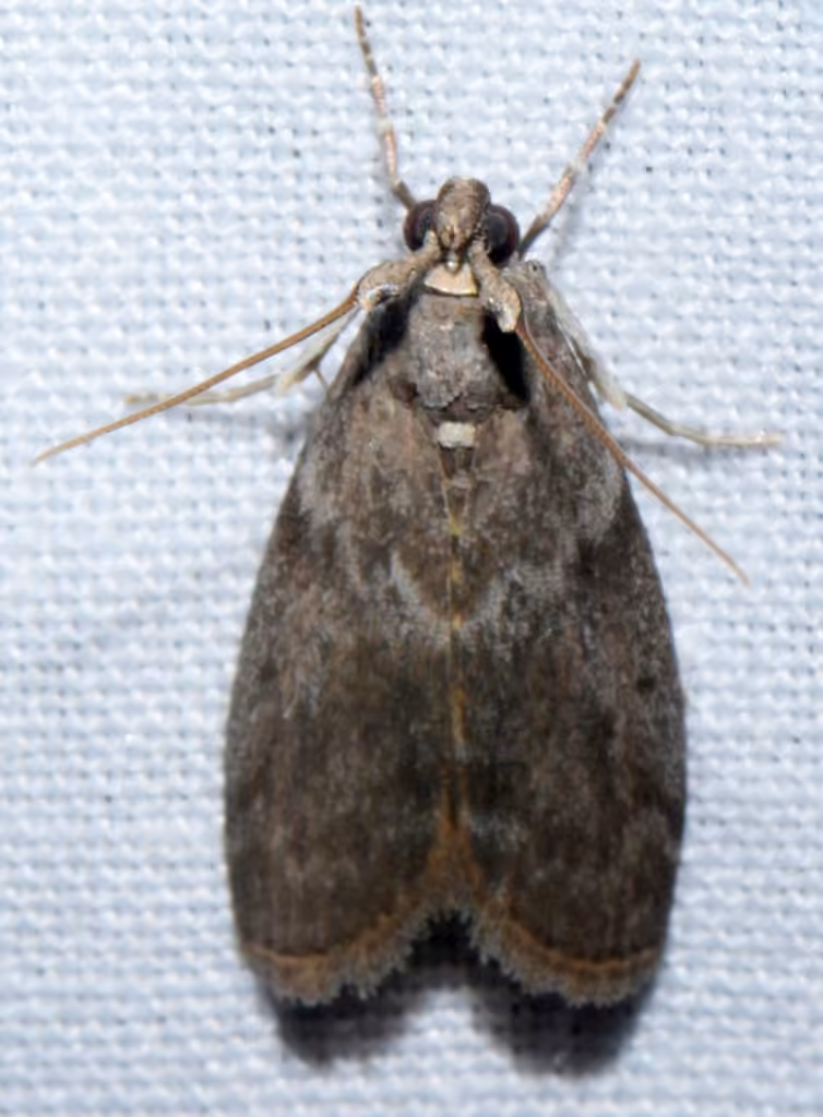 Oreana unicolorella, Adulte
