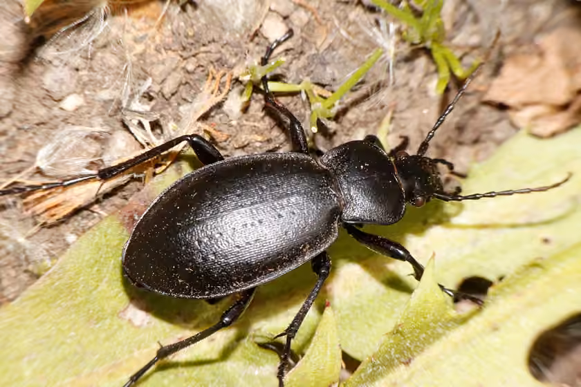 Gravel Ground Beetle