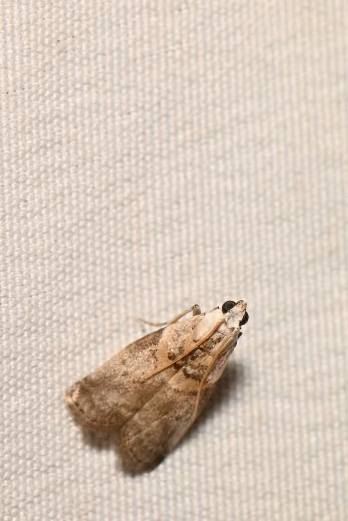 Pyrale du noyer, Adulte