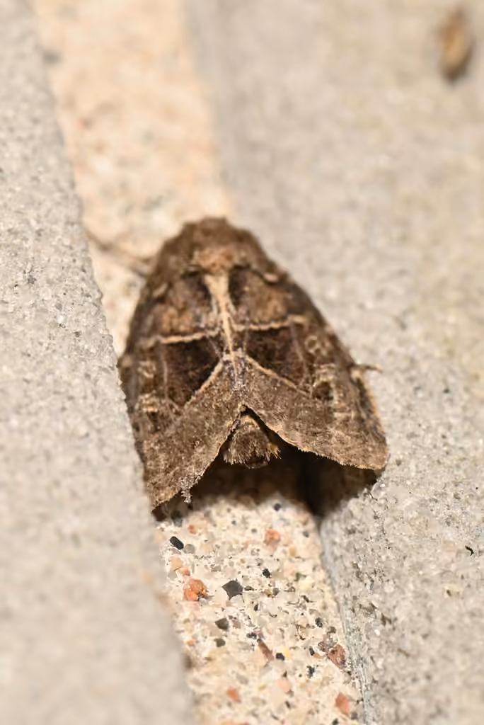 obtuse sedge borer, Adult