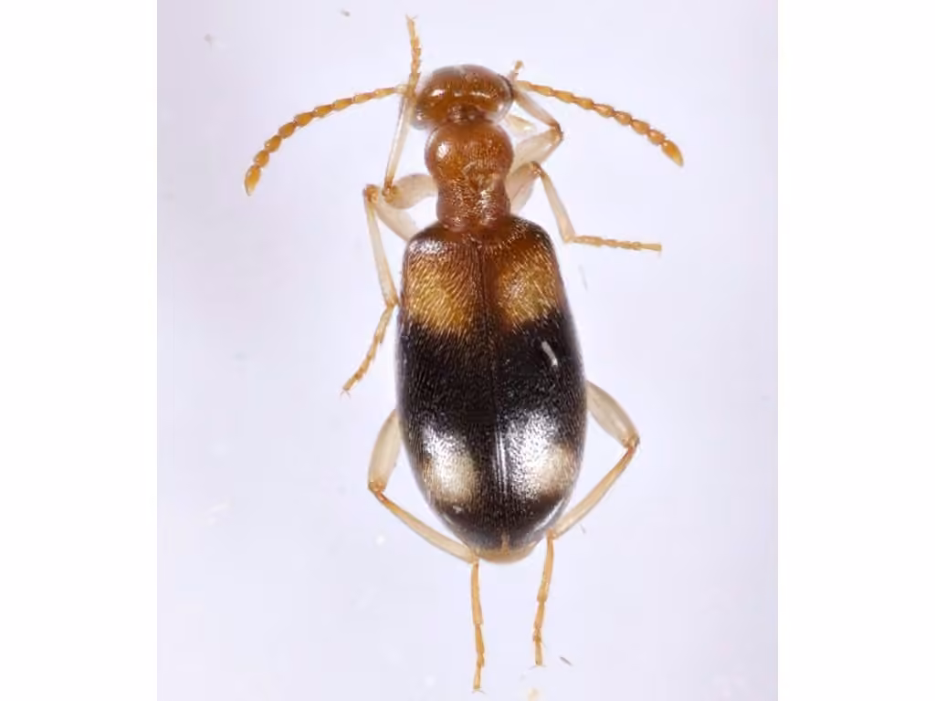 Anthicide à deux points, photo 3 sur 5