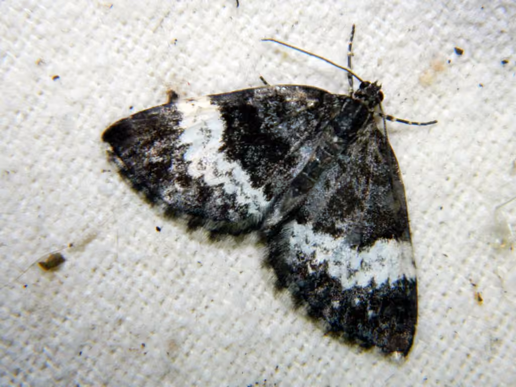 White-banded Carpet Moth, Adult