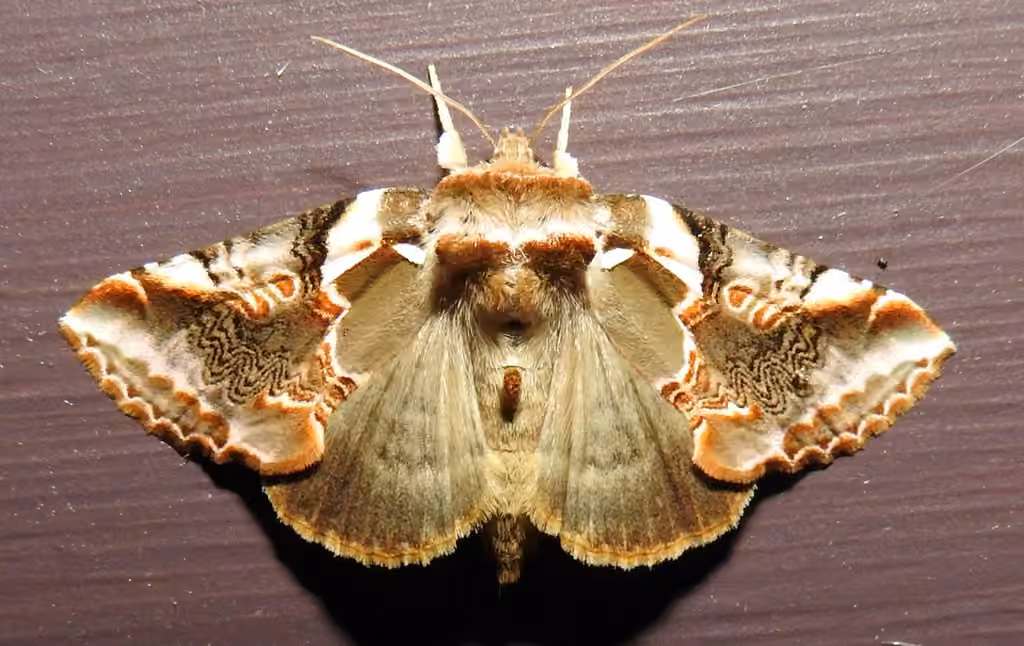 Glorious Habrosyne Moth, Adult