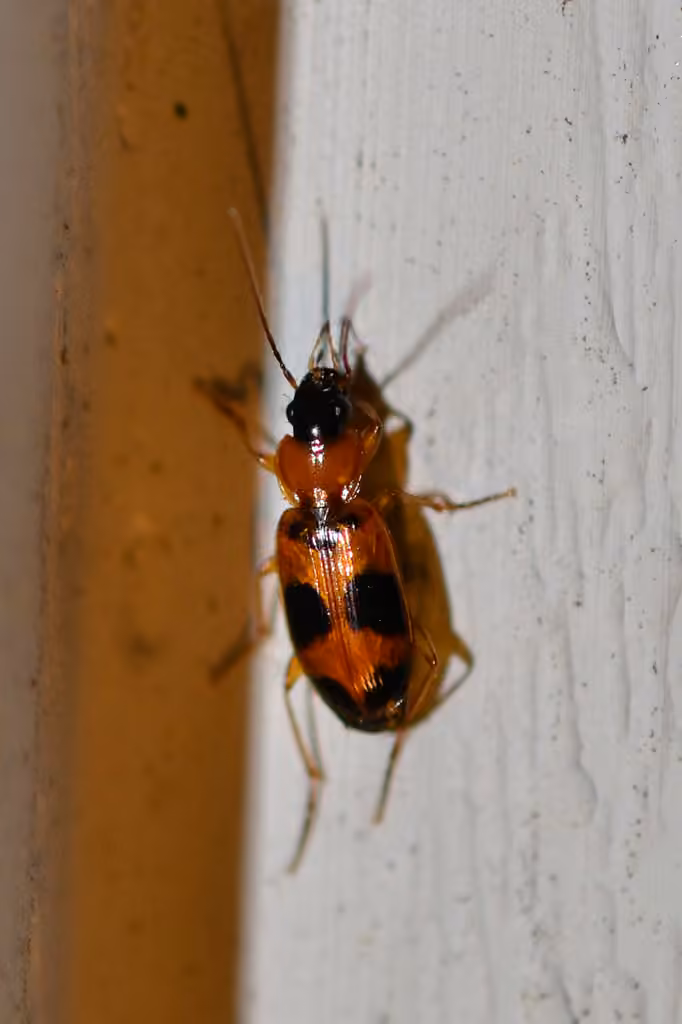 Red-black Spotted Beetle, photo 3 of 5