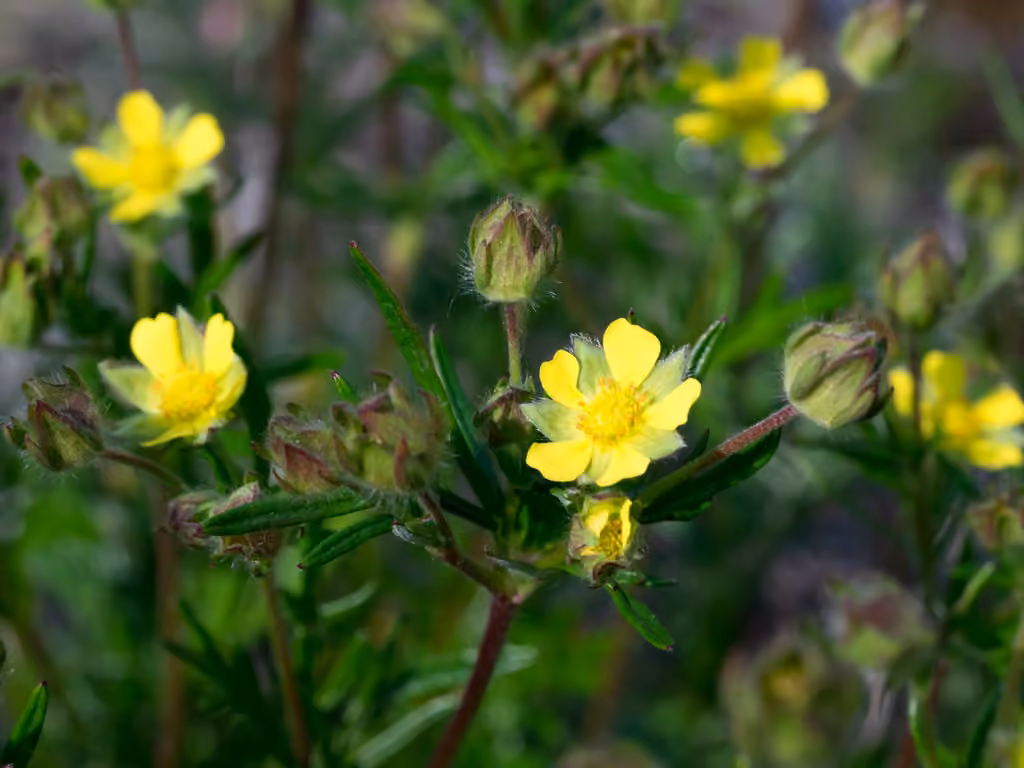 Potentille des deux mondes, En fleurs