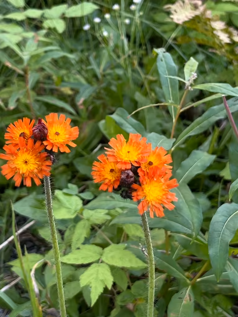Épervière orangée, photo 1 sur 5