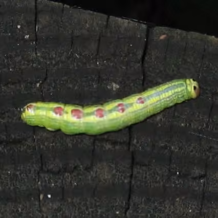 Linden Prominent, photo 3 of 5