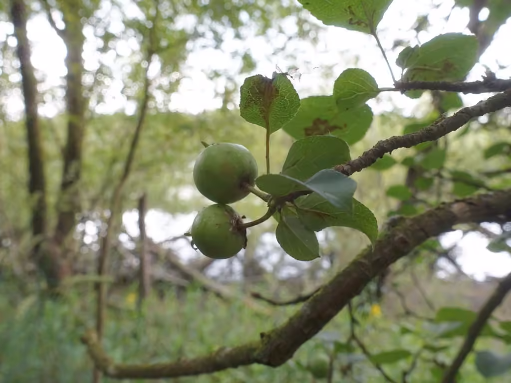 European crab apple, In fruit