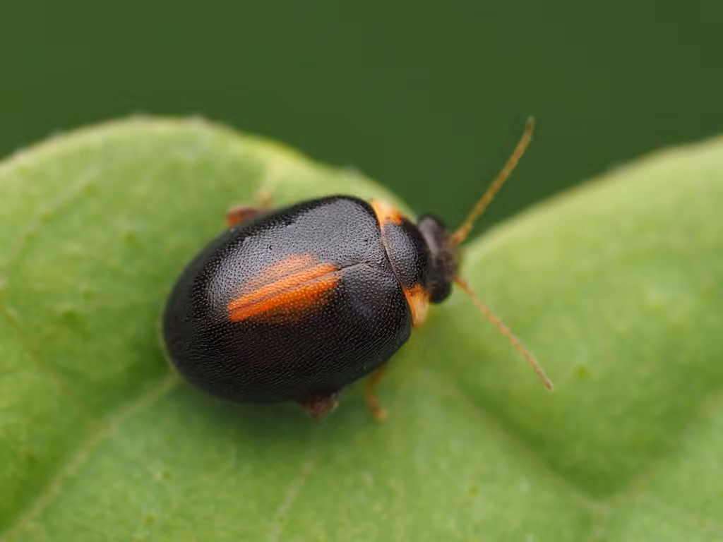Red-sutured Marsh Beetle, photo 1 of 5
