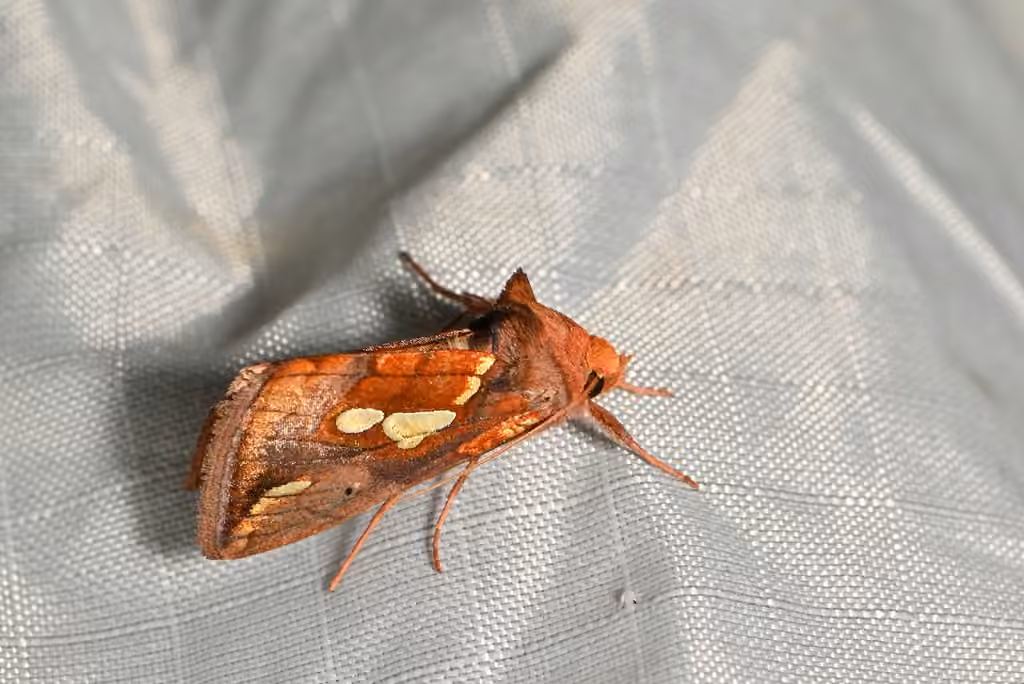 Large-spotted Looper Moth, Adulte