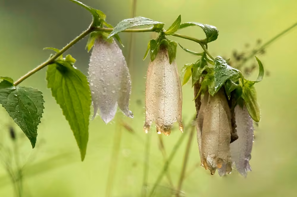 Spotted bellflower, In fruit