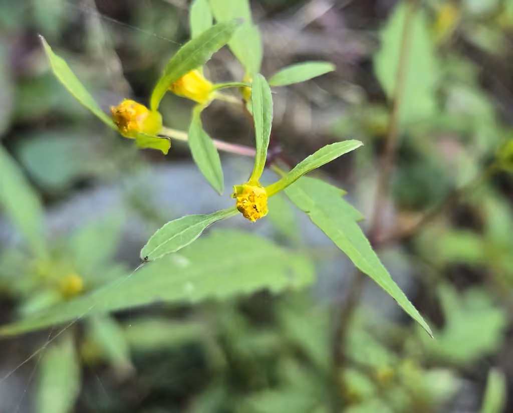 Small beggarticks, In flower