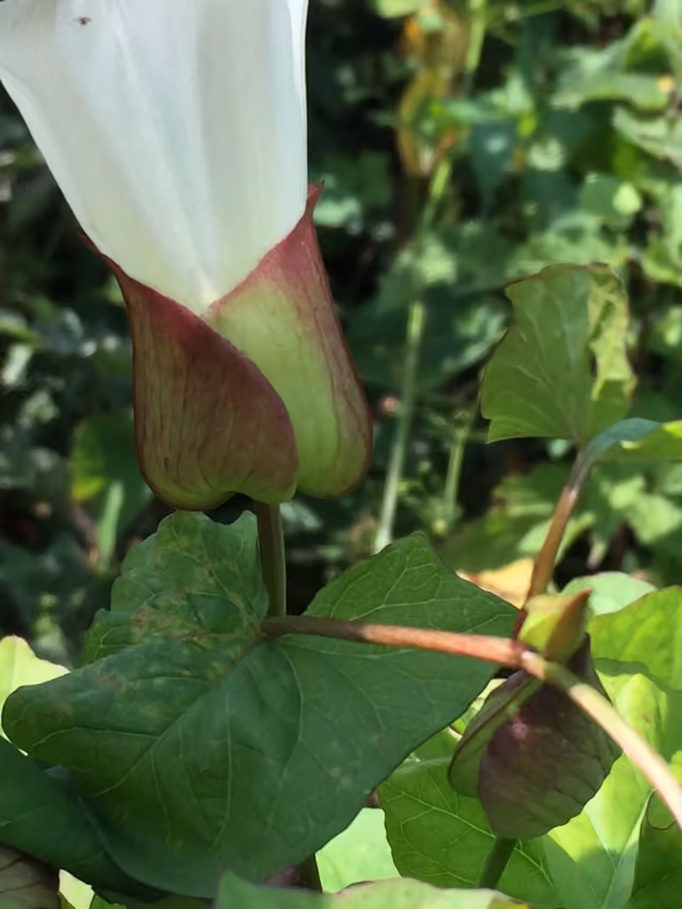 Shortstalk false bindweed, In fruit