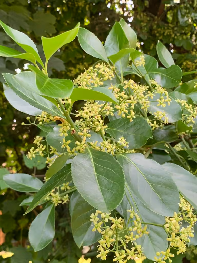 Japanese spindletree, In flower