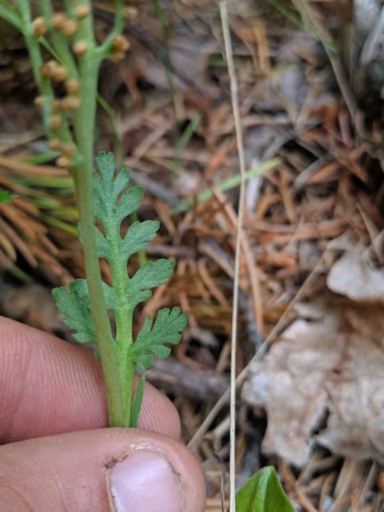 Michigan moonwort, photo 1 of 5