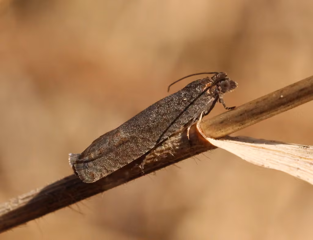 Early Aspen Leafroller Moth, Adult